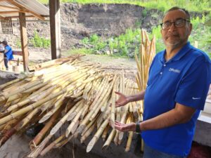 Fresh sugar cane for juicing